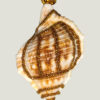 recto Pendentif Coquillage orné de perles dorées